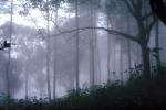 thailad photo naure